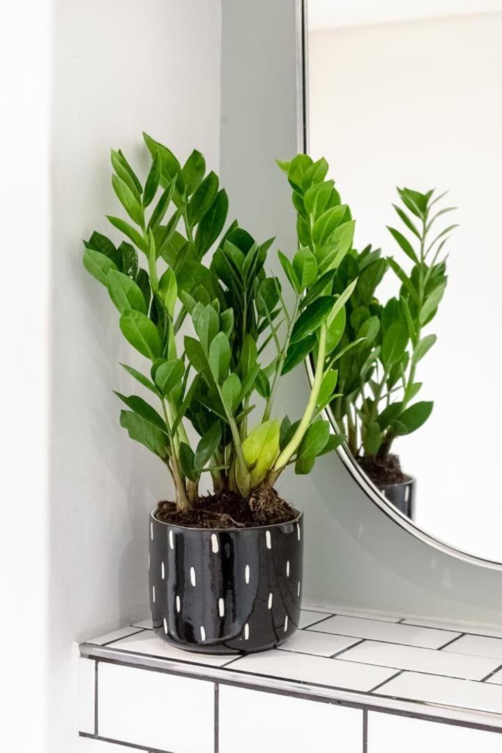 Elegant Pad Apartamento